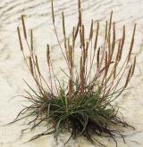 jitrocel přímořský <i>(Plantago maritima)</i> / Habitus