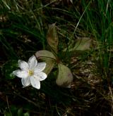 sedmikvítek evropský <i>(Trientalis europaea)</i> / Habitus