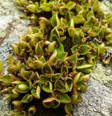 vrba bylinná <i>(Salix herbacea)</i> / Habitus