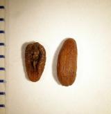 jitrocel černavý <i>(Plantago atrata)</i> / Plod