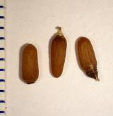 černýš hřebenitý <i>(Melampyrum cristatum)</i> / Plod