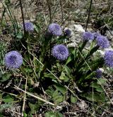 koulenka prodloužená <i>(Globularia bisnagarica)</i> / Habitus