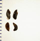 pažitka pobřežní <i>(Allium schoenoprasum)</i>