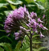 havez česnáčková <i>(Adenostyles alliariae)</i> / Květ/Květenství