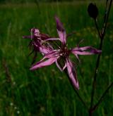 kohoutek luční <i>(Lychnis flos-cuculi)</i> / Květ/Květenství