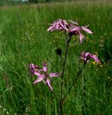 kohoutek luční <i>(Lychnis flos-cuculi)</i> / Květ/Květenství
