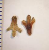 bříza Raddova <i>(Betula raddeana)</i> / Plod