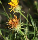 oman mečolistý <i>(Inula ensifolia)</i> / Květ/Květenství