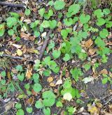 violka divotvárná <i>(Viola mirabilis)</i> / Habitus