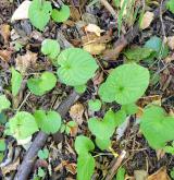 violka divotvárná <i>(Viola mirabilis)</i> / Habitus