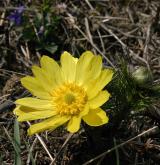 hlaváček jarní <i>(Adonis vernalis)</i> / Habitus