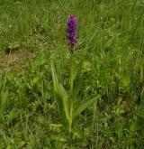 prstnatec pleťový <i>(Dactylorhiza incarnata)</i> / Habitus