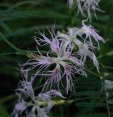 hvozdík pyšný <i>(Dianthus superbus)</i> / Květ/Květenství
