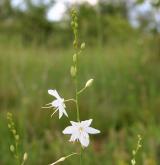 bělozářka větevnatá <i>(Anthericum ramosum)</i> / Květ/Květenství