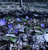 jaterník podléška <i>(Hepatica nobilis)</i> / Habitus