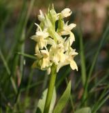 prstnatec bezový <i>(Dactylorhiza sambucina)</i> / Květ/Květenství
