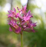 prstnatec bezový <i>(Dactylorhiza sambucina)</i> / Květ/Květenství