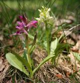 prstnatec bezový <i>(Dactylorhiza sambucina)</i> / Habitus