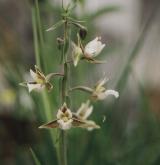 kruštík bahenní <i>(Epipactis palustris)</i> / Květ/Květenství