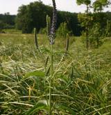 rozrazil dlouholistý <i>(Pseudolysimachion maritimum)</i> / Habitus