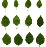 bříza Raddova <i>(Betula raddeana)</i> / List