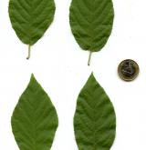 střemcha Maackova <i>(Prunus maackii)</i> / List