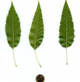 dub nejšpičatější <i>(Quercus acutissima)</i> / List