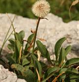 hvězdnice alpská <i>(Aster alpinus)</i> / Habitus