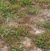 Jednoletá sešlapávaná vegetace suchých stanovišť <i>(Coronopodo-Polygonion arenastri)</i> / Porost