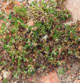 truskavec obecný <i>(Polygonum arenastrum)</i> / Habitus