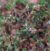 truskavec obecný <i>(Polygonum arenastrum)</i> / Habitus