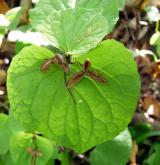 violka divotvárná <i>(Viola mirabilis)</i> / List