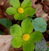 hvězdnatec zubatý <i>(Hacquetia epipactis)</i> / Květ/Květenství