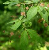 brslen bradavičnatý <i>(Euonymus verrucosus)</i> / Květ/Květenství