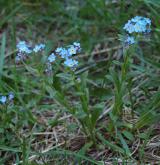 pomněnka úzkolistá <i>(Myosotis stenophylla)</i> / Habitus