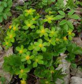 hvězdnatec zubatý <i>(Hacquetia epipactis)</i> / Habitus