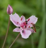 šmel okoličnatý <i>(Butomus umbellatus)</i> / Květ/Květenství