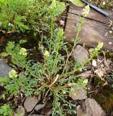 rýt (rezeda) žlutý <i>(Reseda lutea)</i> / Habitus