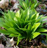 česnek medvědí <i>(Allium ursinum)</i> / List