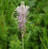 jitrocel prostřední <i>(Plantago media)</i> / Květ/Květenství