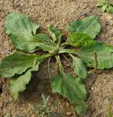 jitrocel chudokvětý <i>(Plantago uliginosa)</i> / Habitus
