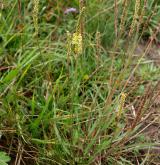 jitrocel přímořský <i>(Plantago maritima)</i> / Habitus
