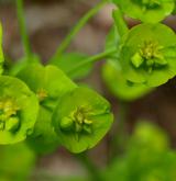 pryšec mandloňovitý <i>(Euphorbia amygdaloides)</i> / Květ/Květenství