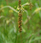jitrocel přímořský <i>(Plantago maritima)</i> / Květ/Květenství
