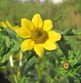 dvouzubec nicí <i>(Bidens cernuus)</i> / Květ/Květenství