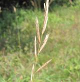 válečka prapořitá <i>(Brachypodium pinnatum)</i> / Květ/Květenství