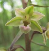 kruštík modrofialový <i>(Epipactis purpurata)</i> / Květ/Květenství