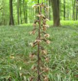 kruštík modrofialový <i>(Epipactis purpurata)</i> / Habitus