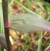 kruštík modrofialový <i>(Epipactis purpurata)</i> / List