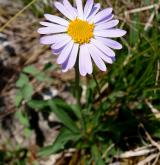 hvězdnice alpská <i>(Aster alpinus)</i> / Květ/Květenství